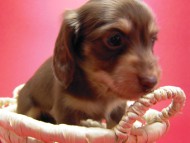 カニンヘン 子犬 チョコ＆クリーム 男の子 ハナビの赤ちゃん 10/21生まれ