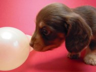 カニンヘン 子犬 チョコ＆クリーム 男の子 ハナビの赤ちゃん 10/21生まれ