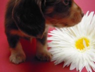 カニンヘン 子犬 チョコ＆クリーム 男の子 ハナビの赤ちゃん 10/21生まれ