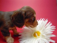 カニンヘン 子犬 チョコ&クリーム 男の子 ハナビの赤ちゃん 10/21生まれ カニンヘン 子犬 チョコ&クリーム 男の子 ハナビの赤ちゃん 10/21生まれ