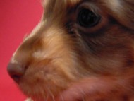 カニンヘン 子犬 チョコ＆クリーム 男の子 ハナビの赤ちゃん 10/21生まれ