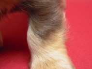 カニンヘン 子犬 チョコ＆クリーム 男の子 ハナビの赤ちゃん 10/21生まれ