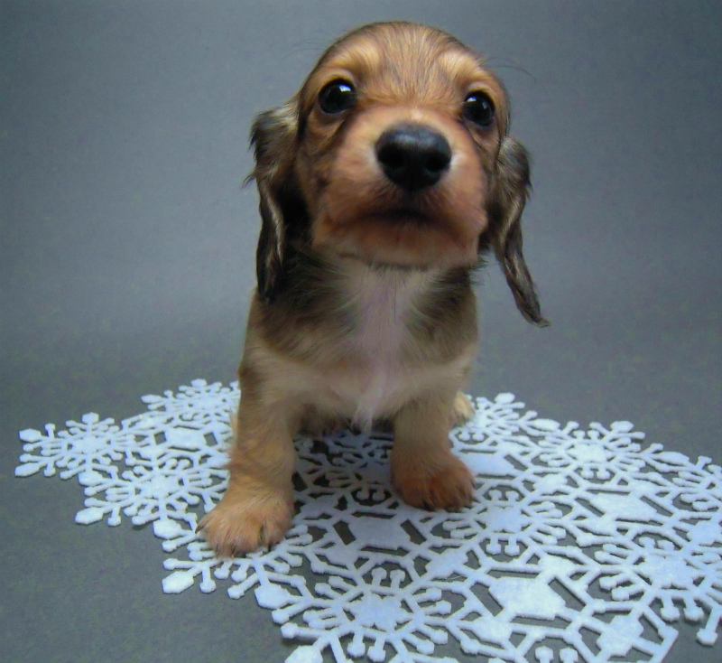 カニヘン 子犬 シューデットクリーム カニヘン 子犬 シューデットクリーム