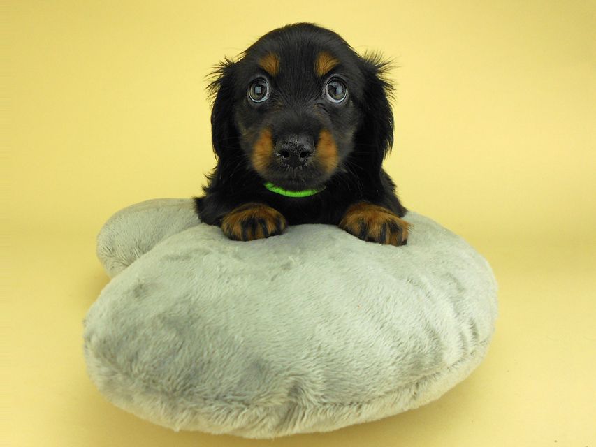 カニンヘンダックスフンド コトhp & ブルースの子犬 ブラックタン 男の子DSCN2989 カニンヘンダックスフンド コトhp & ブルースの子犬 ブラックタン 男の子