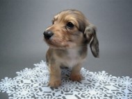 カニンヘン 子犬 シェーデットクリーム 男の子 ハナビの赤ちゃん 10/21生まれ