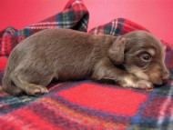 カニヘン　子犬　チョコクリーム女の子