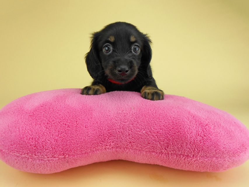 カニンヘンダックスフンド コトhp & ブルースの子犬 ブラックタン 女の子