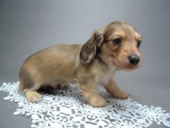 カニンヘン 子犬 シェーデットクリーム 男の子 ハナビの赤ちゃん 10/21生まれ