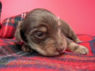 カニヘン　子犬　チョコクリーム女の子