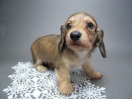 カニンヘン 子犬 シェーデットクリーム 男の子 ハナビの赤ちゃん 10/21生まれ