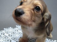 カニンヘン 子犬 シェーデットクリーム 男の子 ハナビの赤ちゃん 10/21生まれ