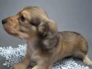 カニンヘン 子犬 シェーデットクリーム 男の子 ハナビの赤ちゃん 10/21生まれ