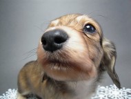 カニンヘン 子犬 シェーデットクリーム 男の子 ハナビの赤ちゃん 10/21生まれ