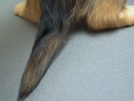 カニヘン　子犬　シューデットクリーム