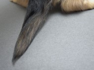 カニンヘン 子犬 シェーデットクリーム 男の子 ハナビの赤ちゃん 10/21生まれ