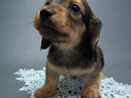 カニンヘン 子犬 シェーデットクリーム 男の子 ハナビの赤ちゃん 10/21生まれ