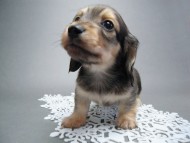 カニンヘン 子犬 シェーデットクリーム 男の子 ハナビの赤ちゃん 10/21生まれ