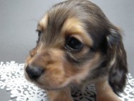 カニンヘン 子犬 シェーデットクリーム 男の子 ハナビの赤ちゃん 10/21生まれ