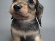 カニンヘン 子犬 シェーデットクリーム 男の子 ハナビの赤ちゃん 10/21生まれ