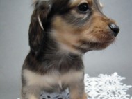 カニンヘン 子犬 シェーデットクリーム 男の子 ハナビの赤ちゃん 10/21生まれ