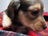 カニンヘン 子犬 シェーデットクリーム 男の子 ハナビの赤ちゃん 10/21生まれ カニンヘン 子犬 シェーデットクリーム 男の子 ハナビの赤ちゃん 10/21生まれ