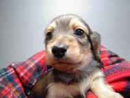 カニンヘン 子犬 シェーデットクリーム 男の子 ハナビの赤ちゃん 10/21生まれ