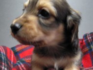 カニンヘン 子犬 シェーデットクリーム 男の子 ハナビの赤ちゃん 10/21生まれ カニンヘン 子犬 シェーデットクリーム 男の子 ハナビの赤ちゃん 10/21生まれ