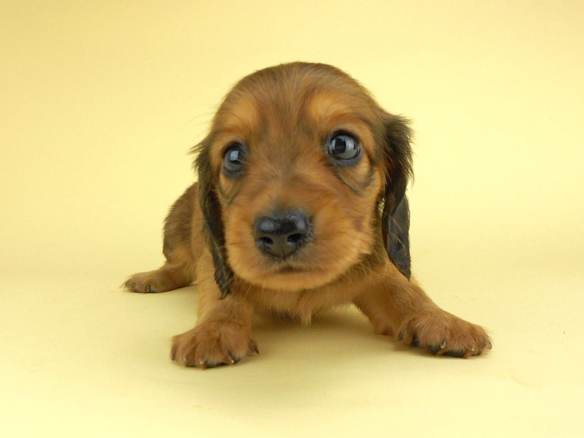 カニンヘンダックスフンド ひな2 & 竹千代の子犬 レッド 男の子