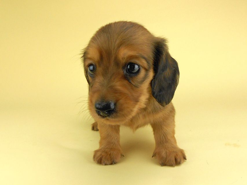 カニンヘンダックスフンド ひな2 & 竹千代の子犬 レッド 男の子