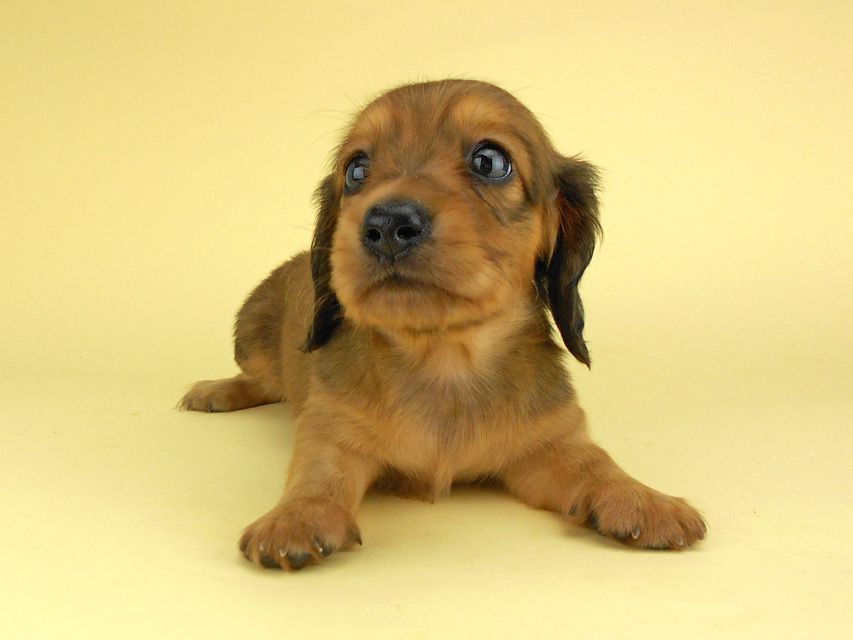 カニンヘンダックスフンド ひな2 & 竹千代の子犬 レッド 男の子