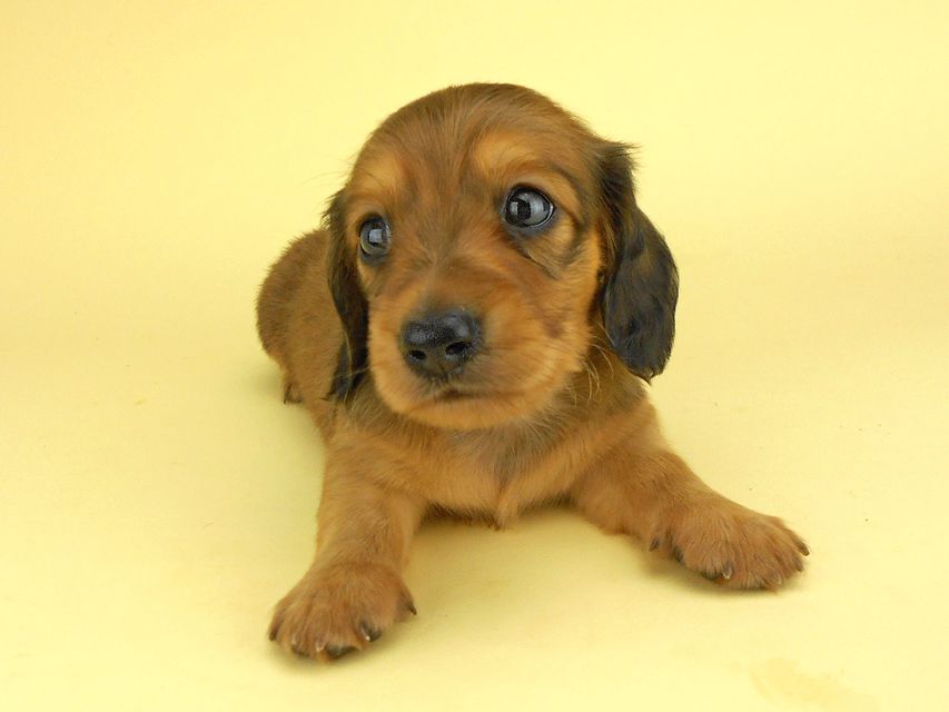 カニンヘンダックスフンド ひな2 & 竹千代の子犬 レッド 男の子