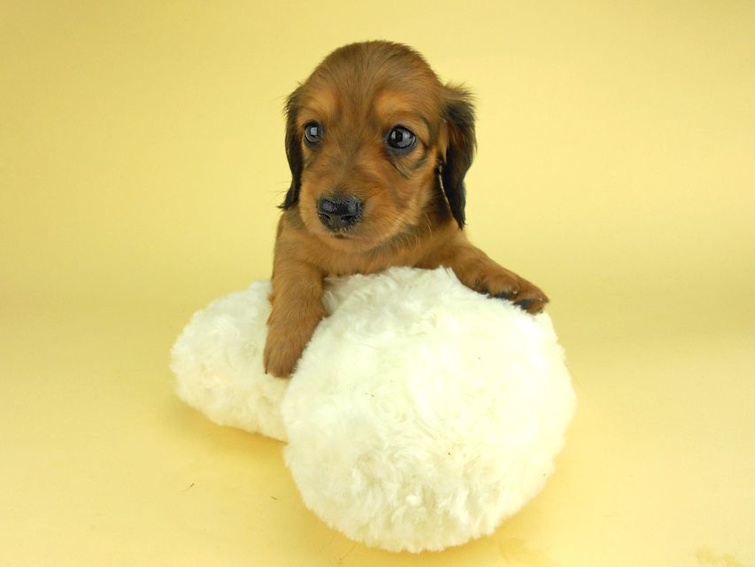 カニンヘンダックスフンド ひな2 & 竹千代の子犬 レッド 男の子