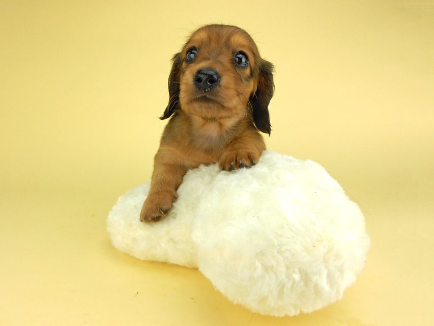 カニンヘンダックスフンド ひな2 & 竹千代の子犬 レッド 男の子