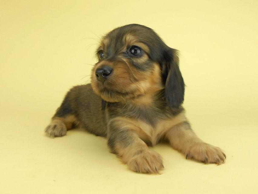 カニンヘンダックスフンド ひな2 & 竹千代の子犬 イエロー（クリーム） 女の子（1）