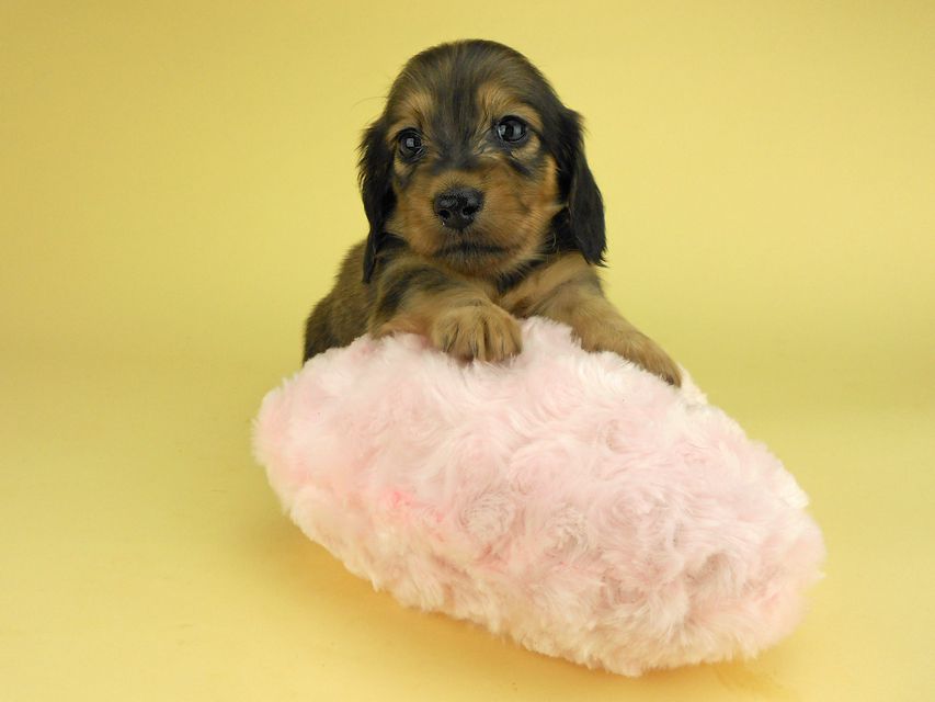 カニンヘンダックスフンド ひな2 & 竹千代の子犬 イエロー（クリーム） 女の子（1）