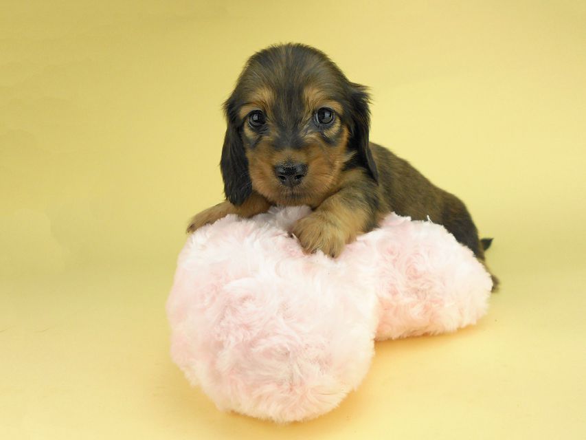 カニンヘンダックスフンド ひな2 & 竹千代の子犬 イエロー（クリーム） 女の子（1）