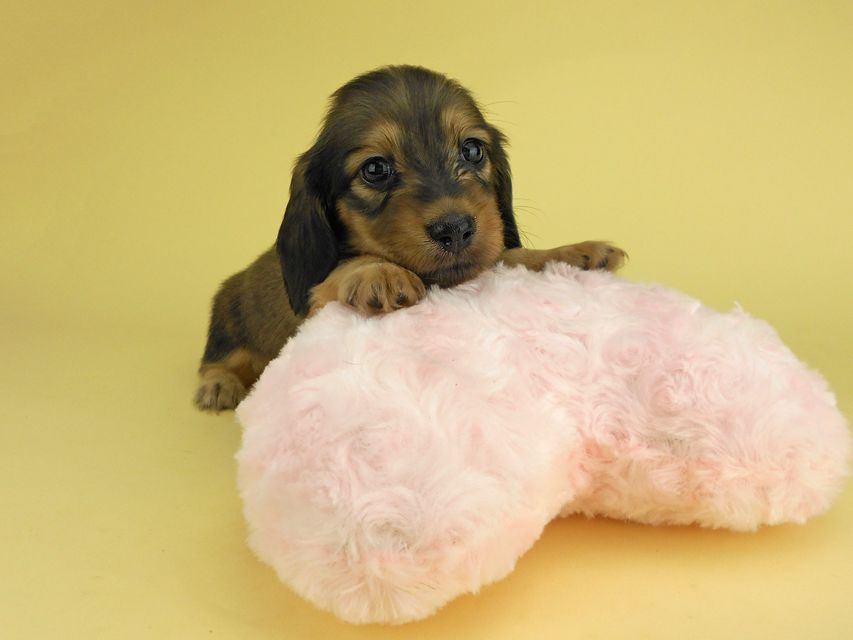 カニンヘンダックスフンド ひな2 & 竹千代の子犬 イエロー（クリーム） 女の子（1）