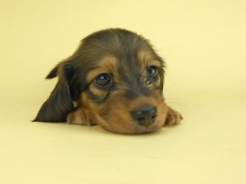 カニンヘンダックスフンド ひな2 & 竹千代の子犬 イエロー（クリーム） 女の子（1）