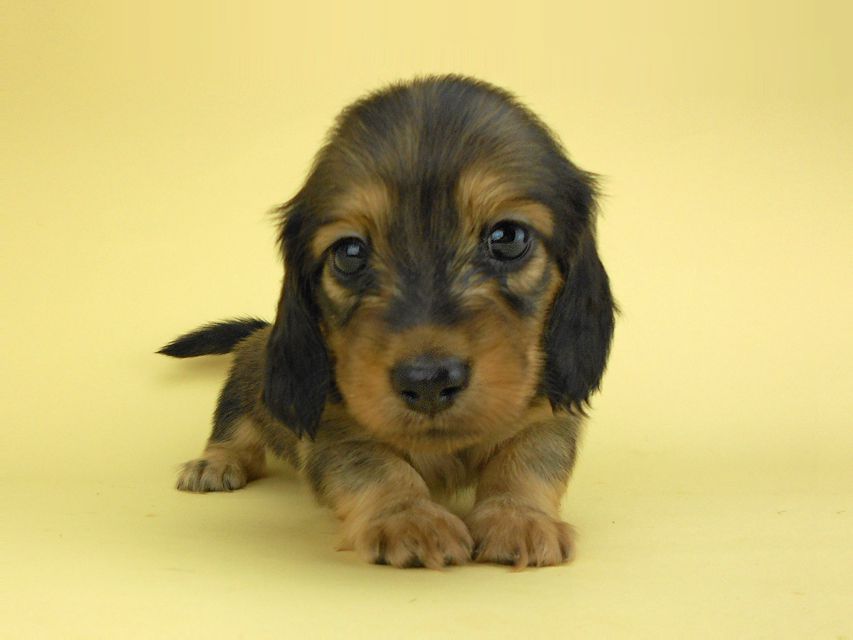 カニンヘンダックスフンド ひな2 & 竹千代の子犬 イエロー（クリーム） 女の子（1）