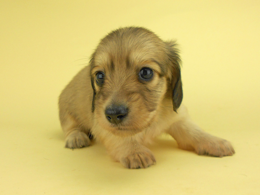 カニンヘンダックスフンド ひな2 & 竹千代の子犬 イエロー(クリーム) 女の子(2)DSCN3134 カニンヘンダックスフンド ひな2 & 竹千代の子犬 イエロー(クリーム) 女の子(2)