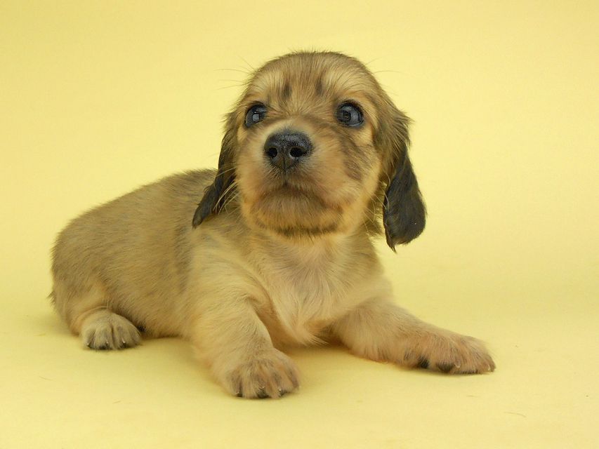 カニンヘンダックスフンド ひな2 & 竹千代の子犬 イエロー(クリーム) 女の子(2)DSCN3135 カニンヘンダックスフンド ひな2 & 竹千代の子犬 イエロー(クリーム) 女の子(2)