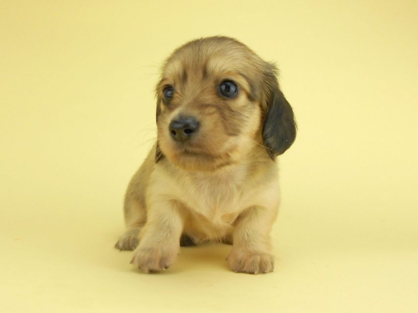 カニンヘンダックスフンド ひな2 & 竹千代の子犬 イエロー(クリーム) 女の子(2)DSCN3137 カニンヘンダックスフンド ひな2 & 竹千代の子犬 イエロー(クリーム) 女の子(2)
