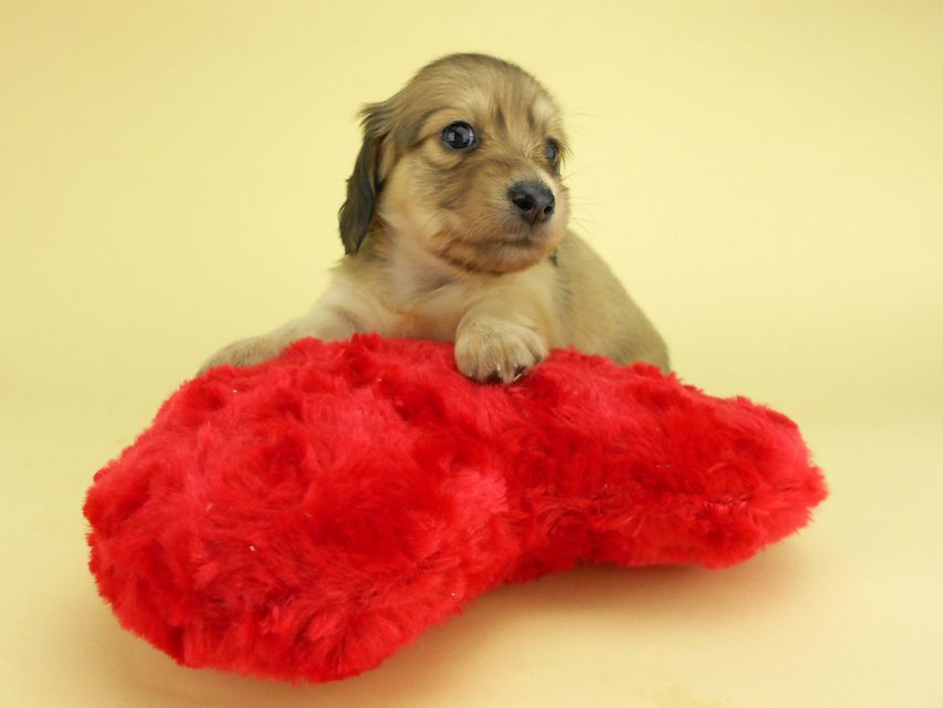 カニンヘンダックスフンド ひな2 & 竹千代の子犬 イエロー(クリーム) 女の子(2)DSCN3140 カニンヘンダックスフンド ひな2 & 竹千代の子犬 イエロー(クリーム) 女の子(2)