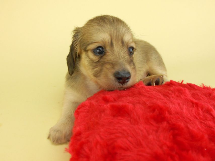 カニンヘンダックスフンド ひな2 & 竹千代の子犬 イエロー(クリーム) 女の子(2)DSCN3143 カニンヘンダックスフンド ひな2 & 竹千代の子犬 イエロー(クリーム) 女の子(2)