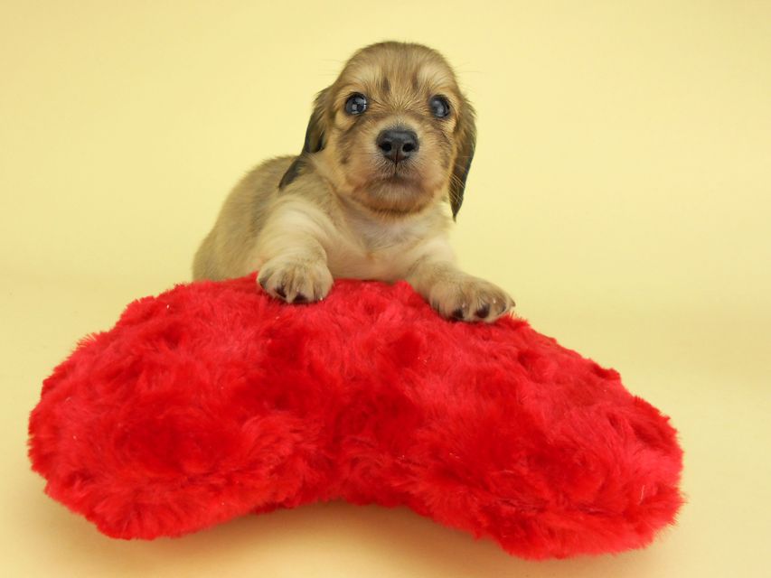 カニンヘンダックスフンド ひな2 & 竹千代の子犬 イエロー(クリーム) 女の子(2)DSCN3145 カニンヘンダックスフンド ひな2 & 竹千代の子犬 イエロー(クリーム) 女の子(2)