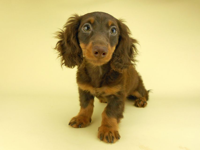 カニンヘンダックスフンド ベベ & ジャックの子犬 チョコタン 男の子（1）