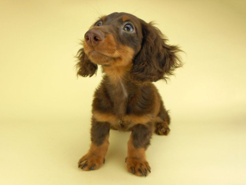 カニンヘンダックスフンド ベベ & ジャックの子犬 チョコタン 男の子（1）