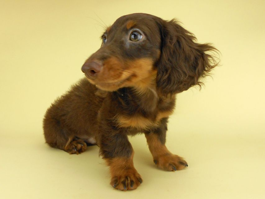 カニンヘンダックスフンド ベベ & ジャックの子犬 チョコタン 男の子（1）