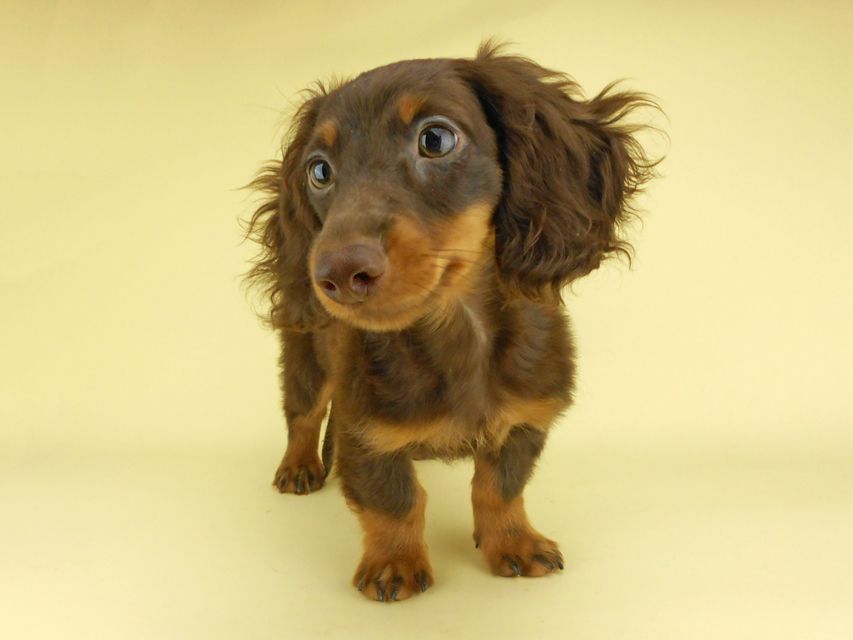 カニンヘンダックスフンド ベベ & ジャックの子犬 チョコタン 男の子（1）