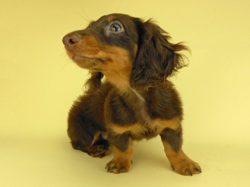 カニンヘンダックスフンド ベベ & ジャックの子犬 チョコタン 男の子（1）